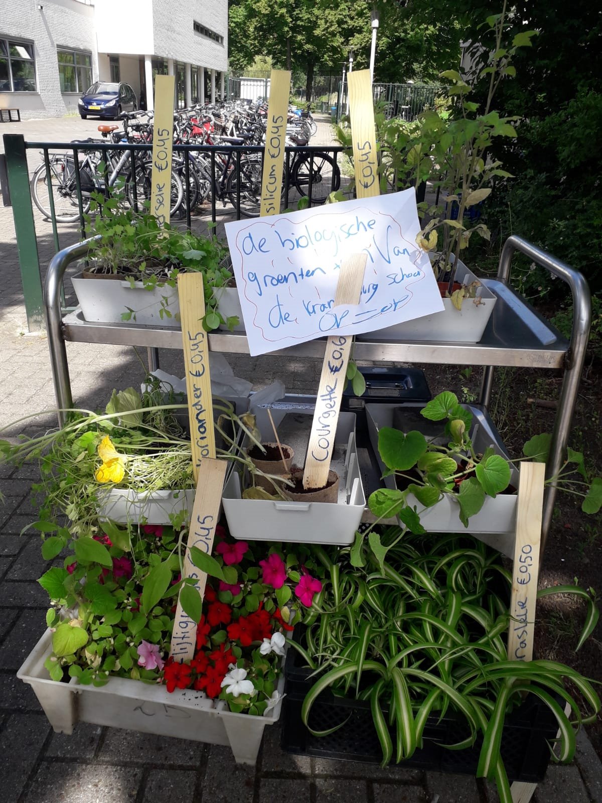 plantjes te koop